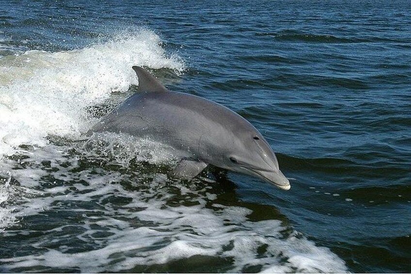 Whale Watching 2