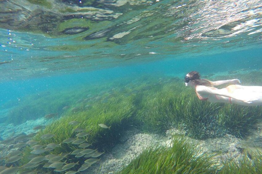 Eine Person schwimmt unter Wasser in der Nähe von grünen Wasserpflanzen. 1