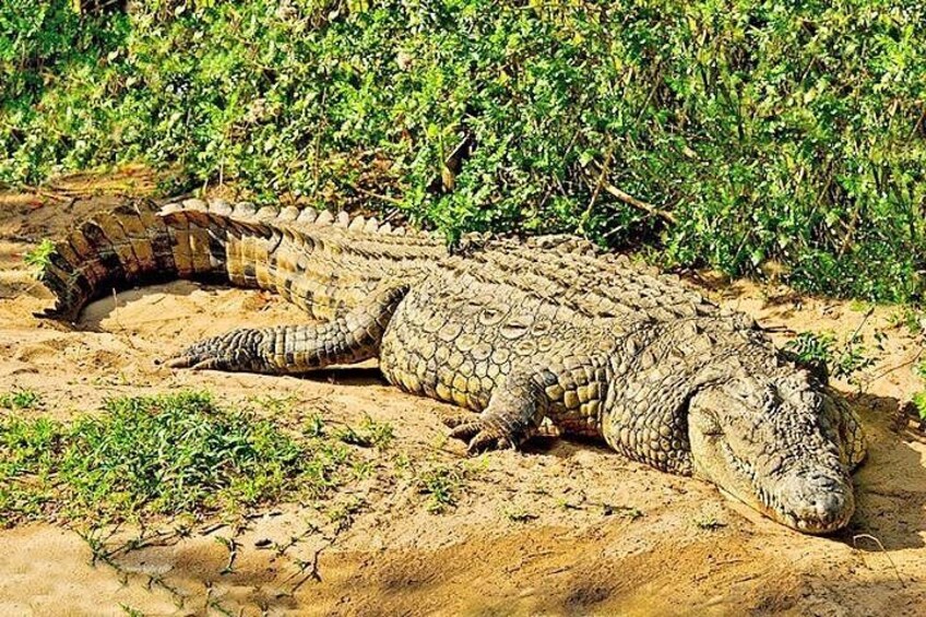 A crocodile lying on sandy ground with green vegetation in the background. 1