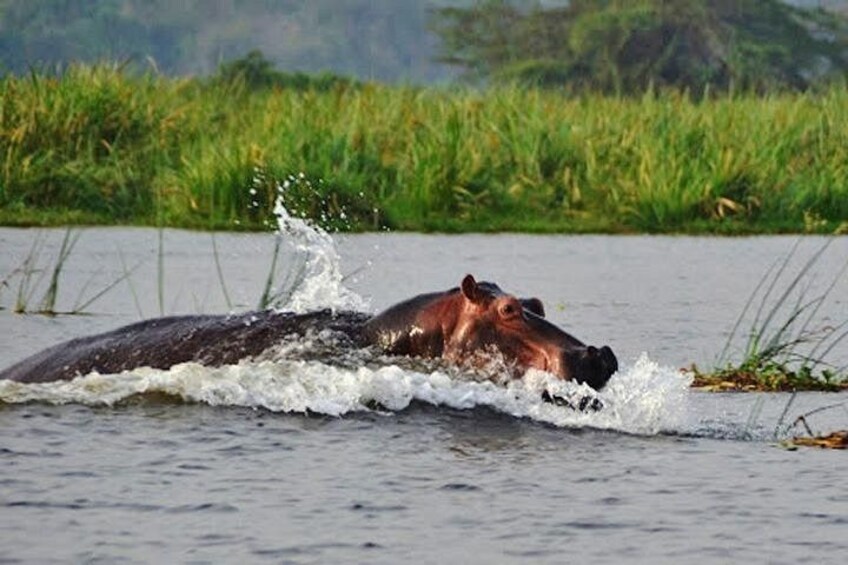 A hippopotamus partially submerged in water with grass in the background. 4