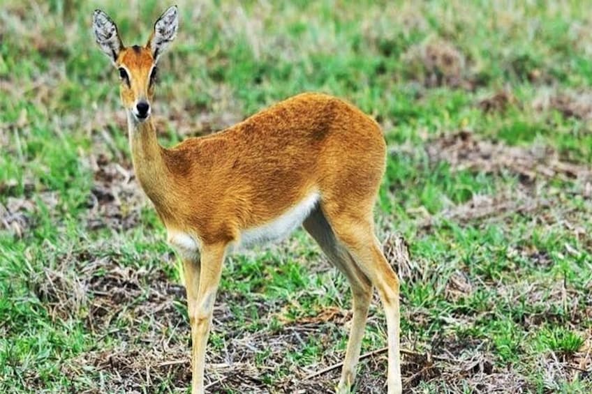 A deer standing in a grassy field. 5