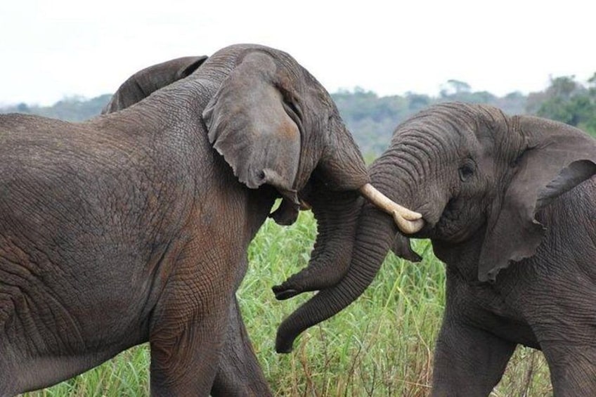 Two elephants in a grassy field. 3