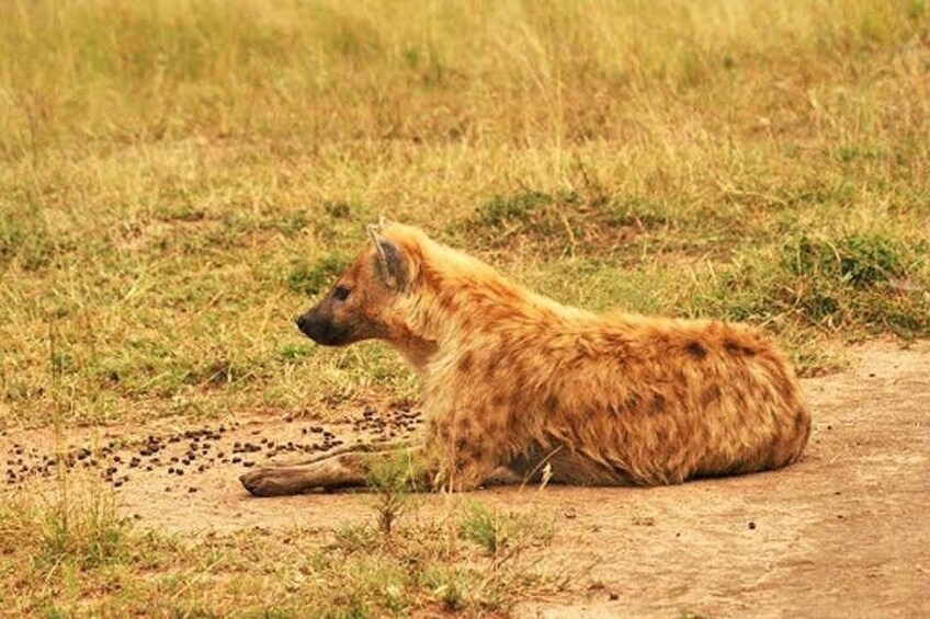 A hyena lying on a dirt path in a grassy field. 2