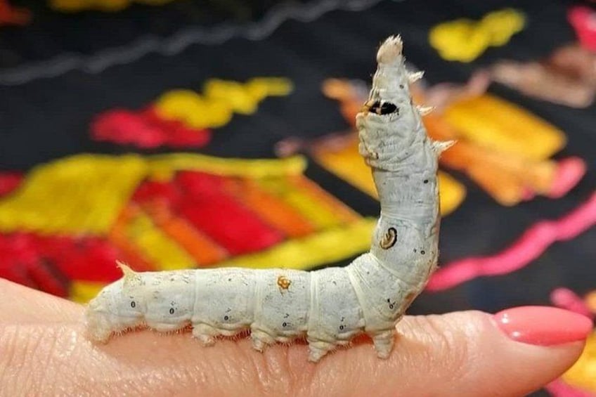 A caterpillar on a human finger. 2