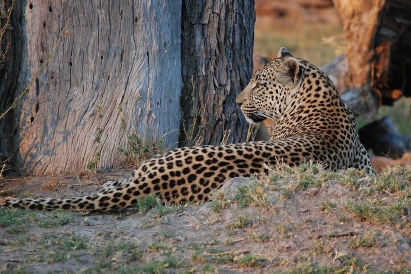 A young male leopard, Moremi game reserve.