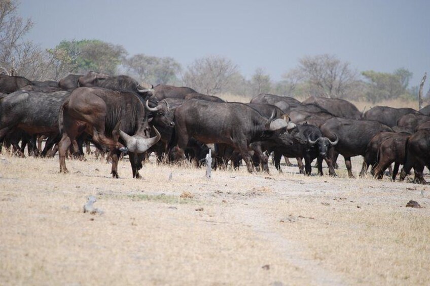 A herd of cape buffalo.