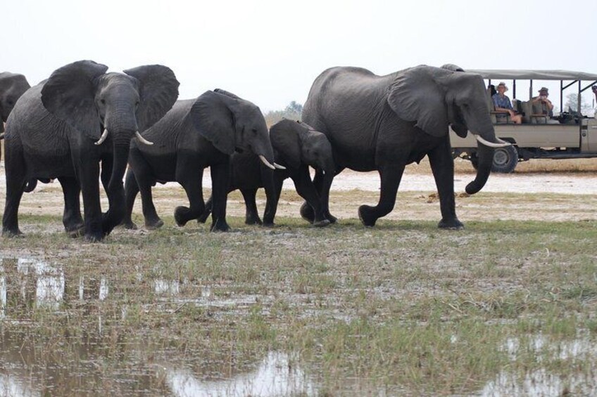 A breeding herd of elephants, Chobe national park.