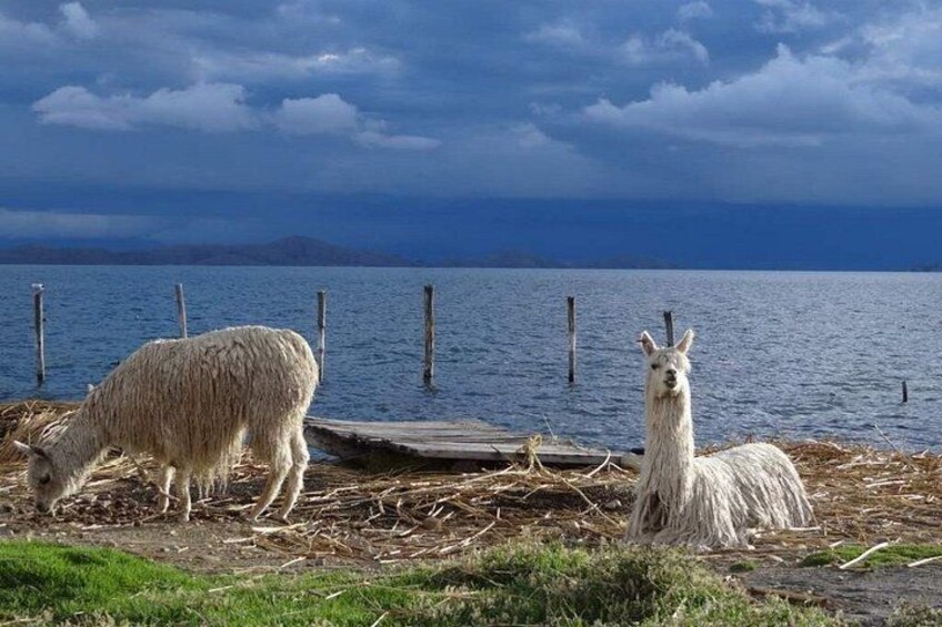 Two llamas grazing near a dock by a lake with a cloudy sky. 3