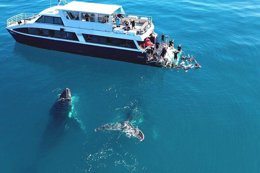 Swim with Humpback Whales 3