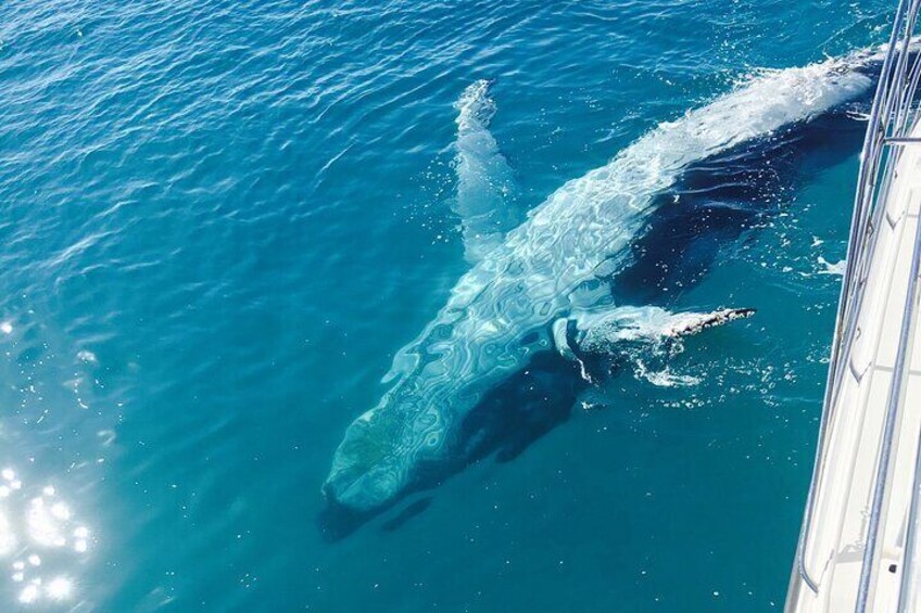 Remote K'gari (Fraser Island) & Whale Experience 2