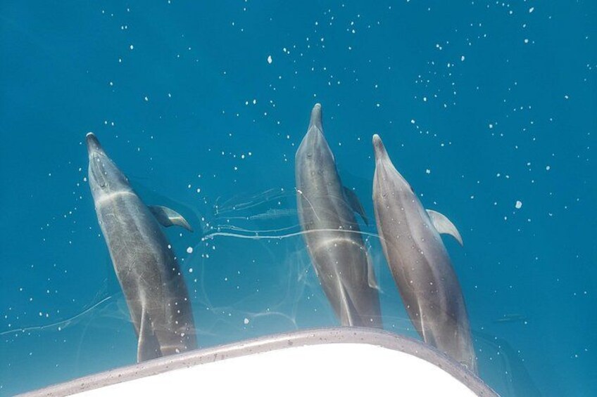 Dolphins 2