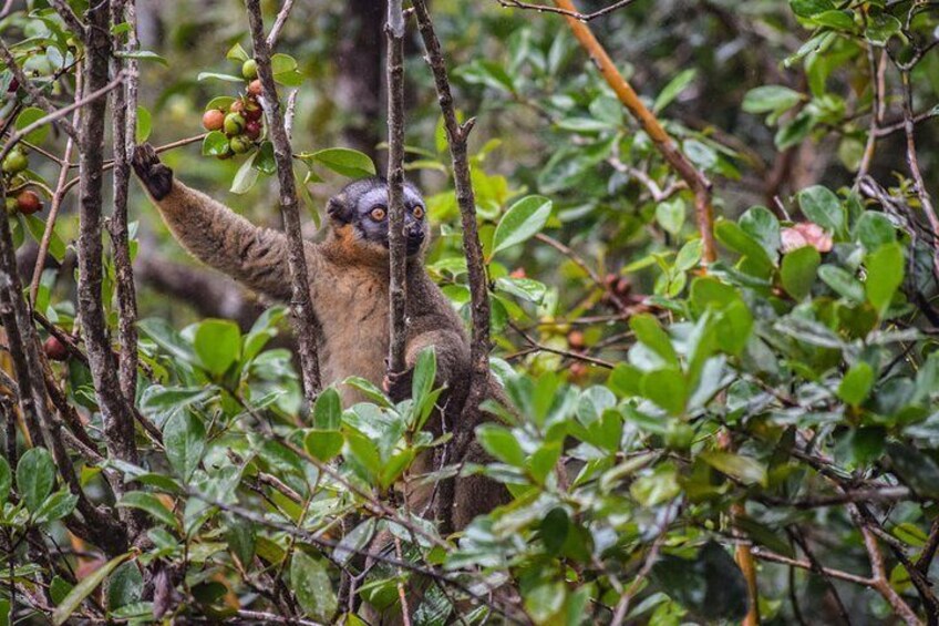 Discover Madagascar,8 Days