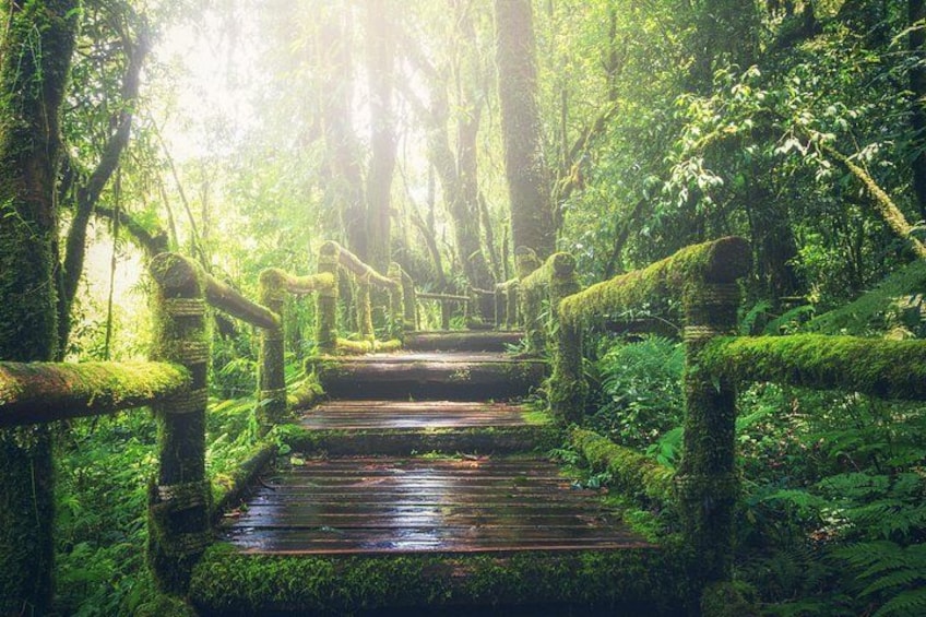 Un pont en bois, dont les garde-corps sont recouverts de mousse, se trouve au cœur d’une forêt dense. 1