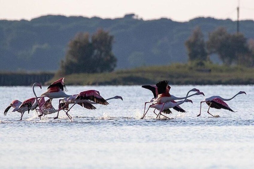 Flamingos by boat
Ph: @alessandrozaffi