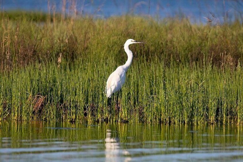 Little Egret in the Samphire
Ph: @alessandrozaffi