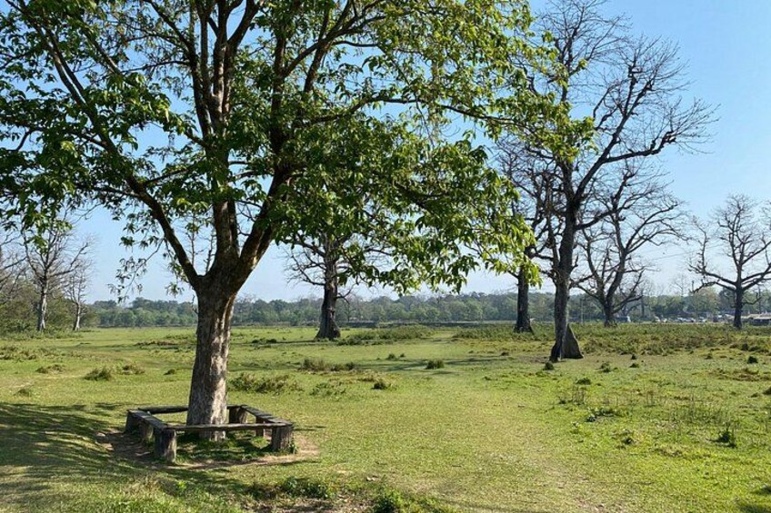 Nature walk in Chitwan jungle safari 1