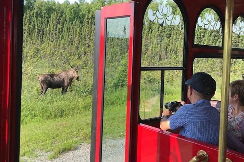Moose in grass next to trolley 2