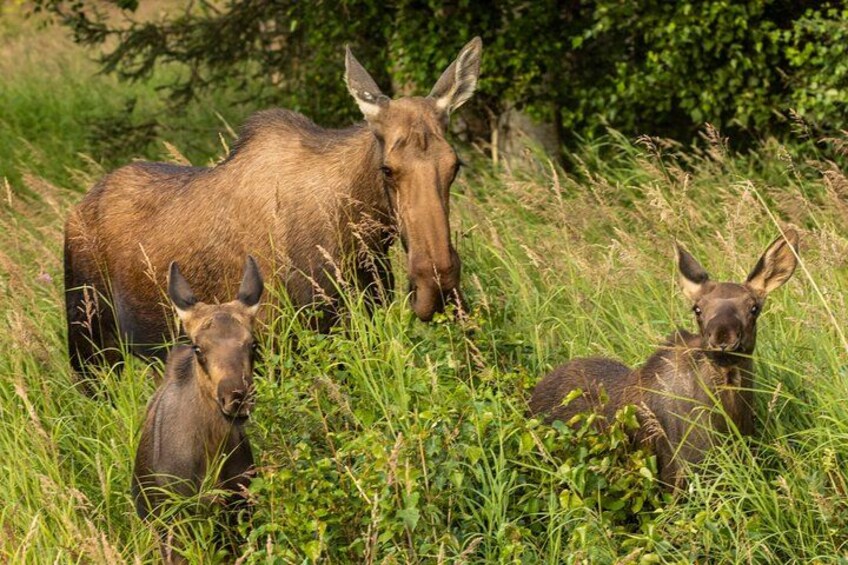 Moose family walking through grass 2