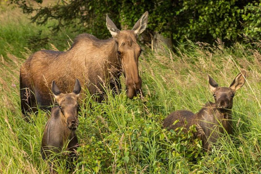 Moose family walking through grass 3