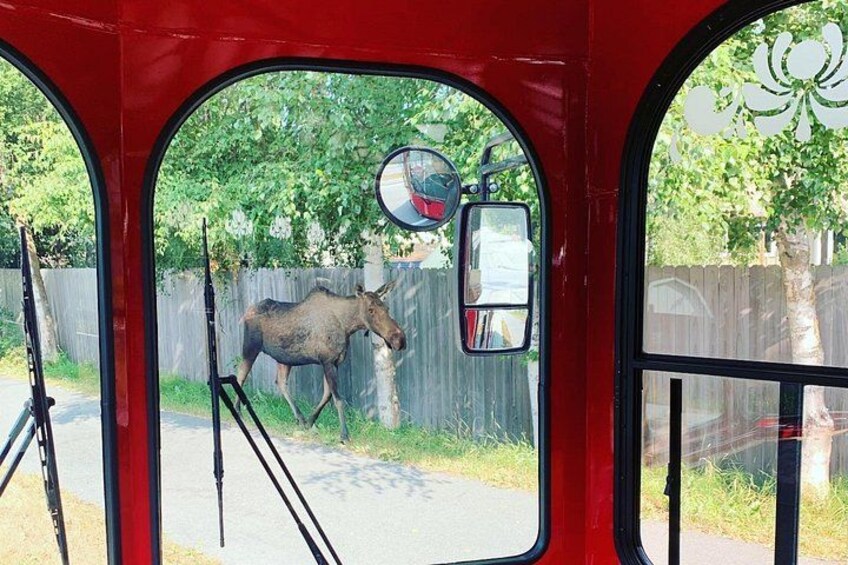 Moose walking along sidewalk 3