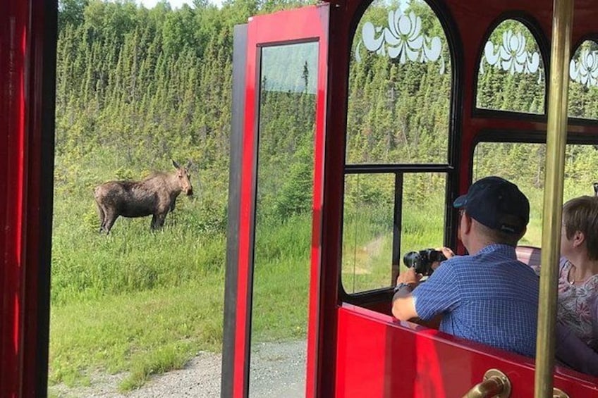 A moose standing in a grassy area with a red vehicle and people observing. 5