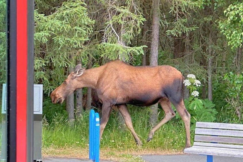 Moose strolling on sidewalk at Earthquake Park 2