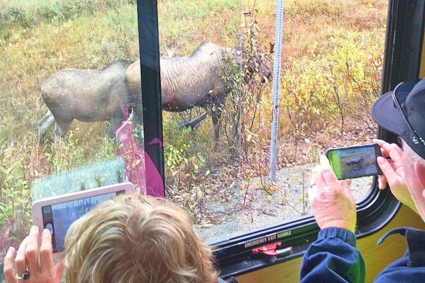 Guest take photo of moose walking just feet away from trolley 3