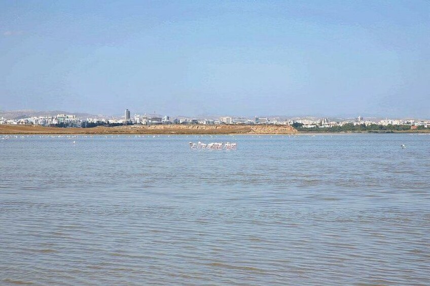 Salt Lake with Rose Flamingo 5