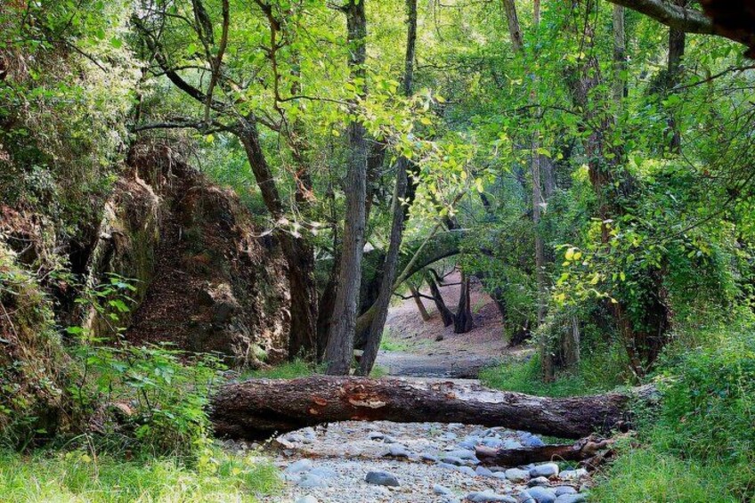 Zona boscosa con un árbol caído que bloquea un sendero, un arroyo y un lecho rocoso. 4