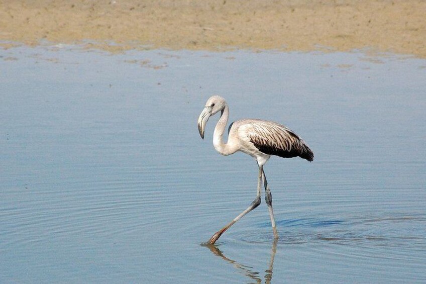 Doñana National Park, El Rocio and Matalascañas