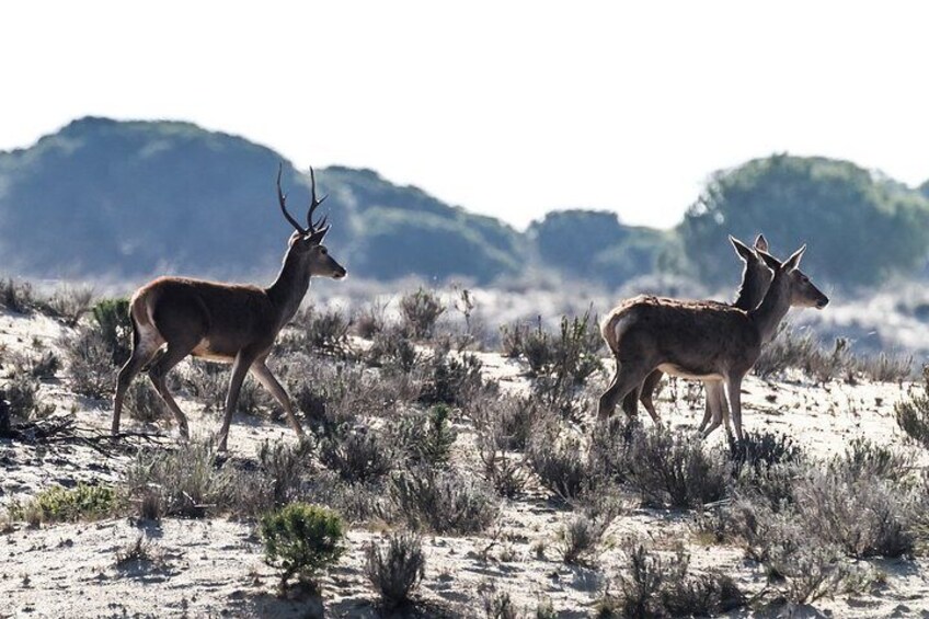 Doñana National Park, El Rocio and Matalascañas