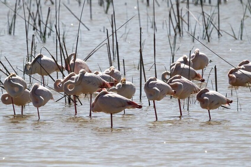 Doñana National Park, El Rocio and Matalascañas