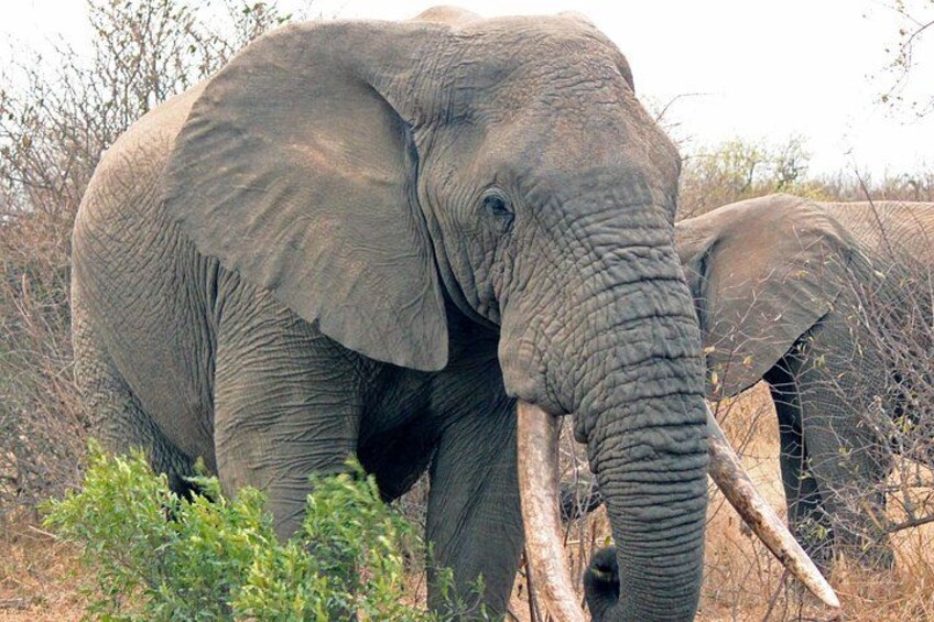 An elephant with a large tusk standing in a dry, grassy area with sparse trees. 3