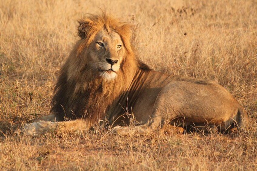 A lion lying in a grassy field. 2