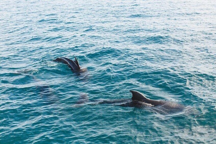 Dolphins in the Surfers Paradise canals. 1