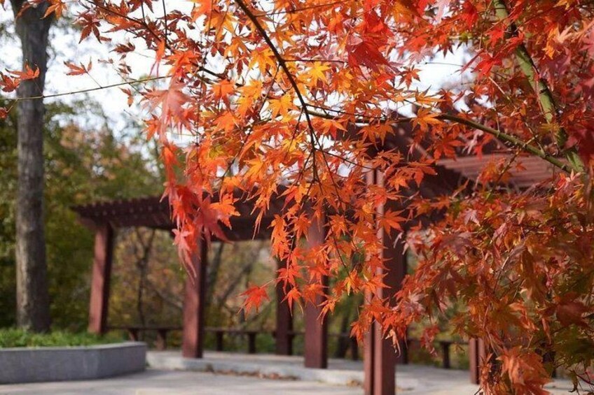 A tree with orange leaves, a wooden structure, and a stone bench. 2