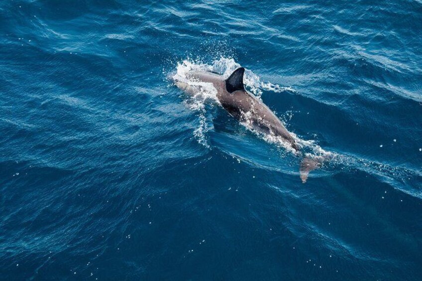 Dolphin Cruise in Dhiffushi