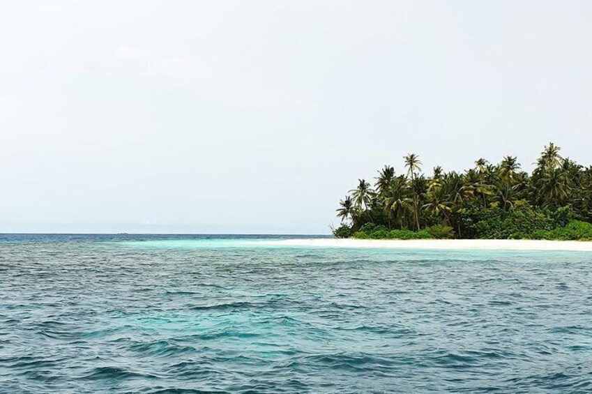 Dolphin Cruise in Dhiffushi