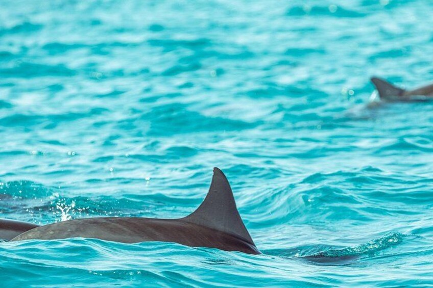 Dolphin Cruise in Huraa 2