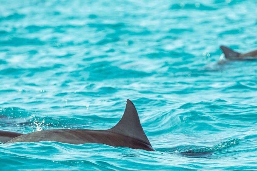 Dolphin Cruise in Huraa 4