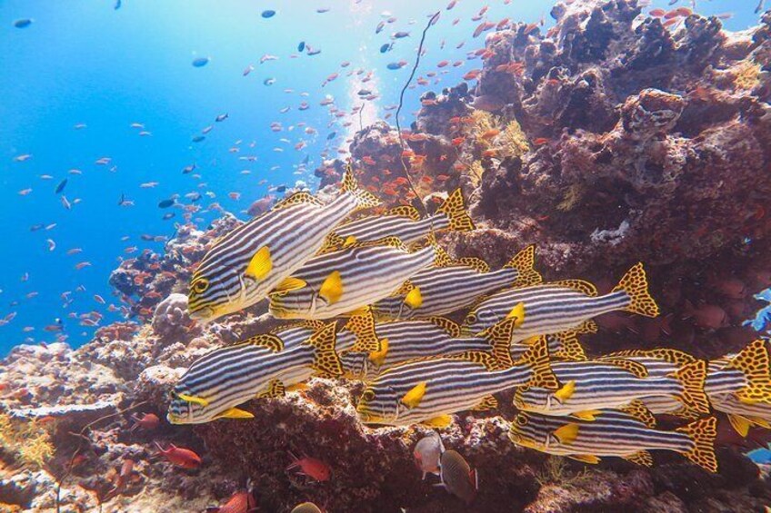 Snorkeling in Huraa