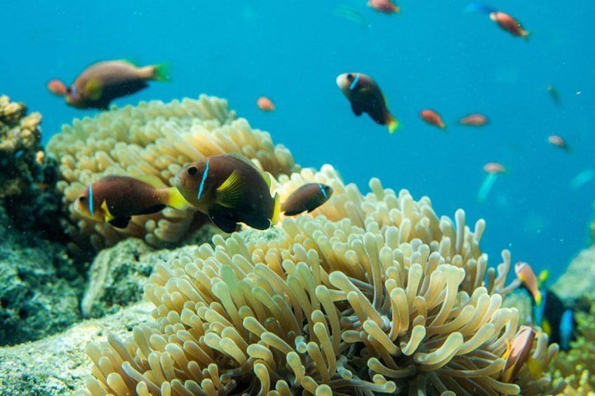 An underwater scene with anemones and fish, including a prominent yellow and black fish. 3