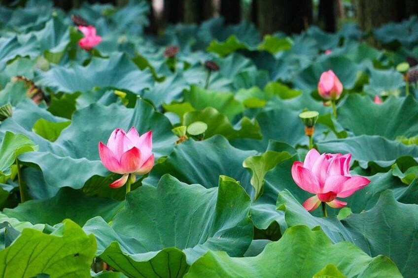 A pond with lotus flowers and green lily pads. 5