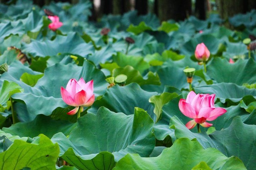 Private Wuxi Day Trip from Nanjing by Bullet Train 2