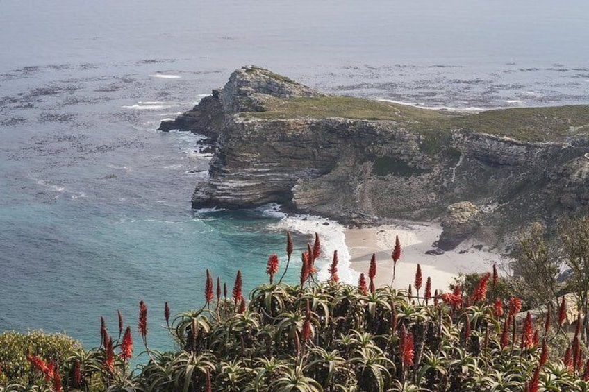A coastal cliff with a beach, ocean, and red flowering plants. 5