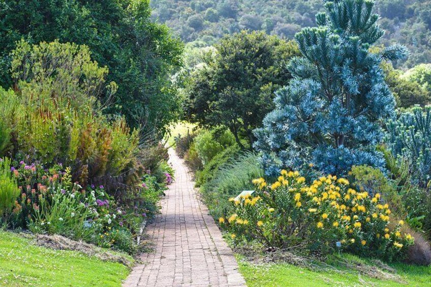 A garden pathway surrounded by diverse vegetation and a prominent blue coniferous tree. 2