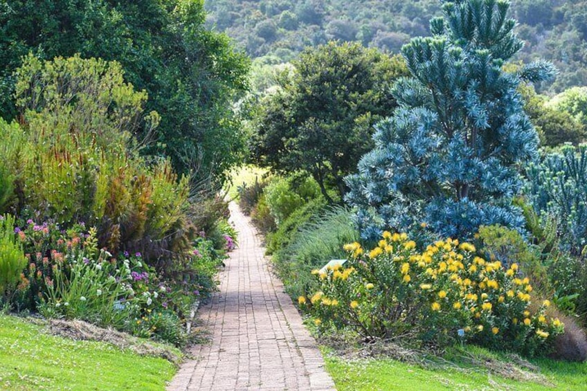 A garden pathway surrounded by diverse vegetation and a prominent blue coniferous tree. 4
