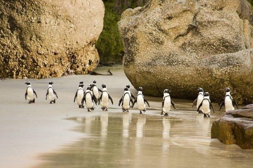 Table Mountain, Boulders Penguins and Cape point Day Tour 2