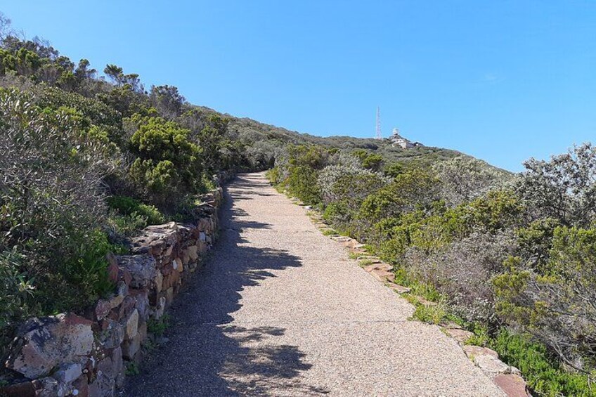 Table Mountain, Boulders Penguins and Cape point Day Tour 3
