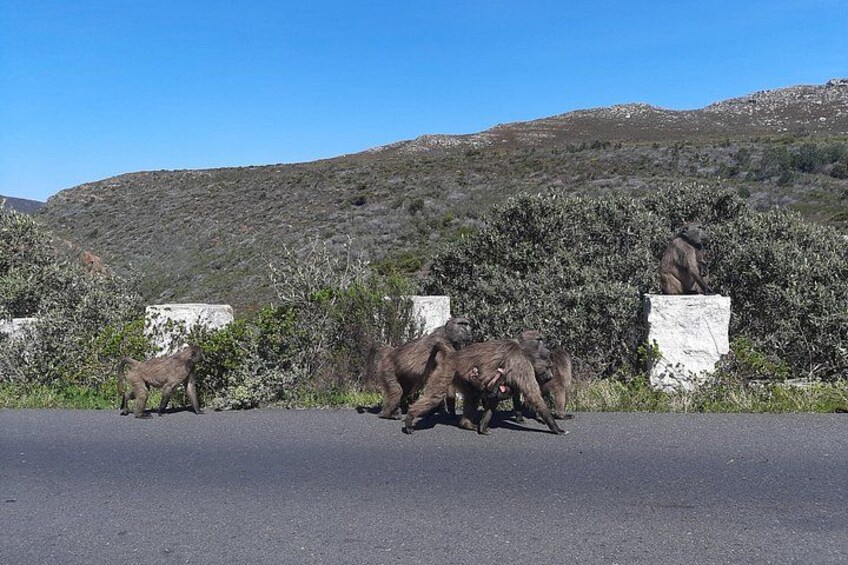 Table Mountain, Boulders Penguins and Cape point Day Tour 2